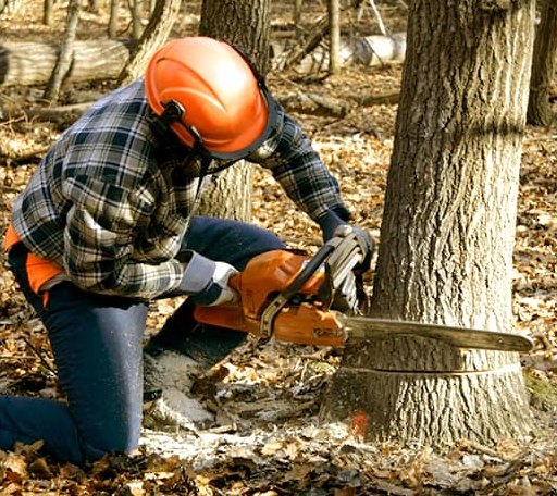 Tree Removal in Wheeler, IL